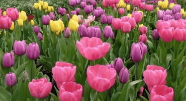 Termíny, kdy je lepší zasadit tulipány na podzim na předměstí